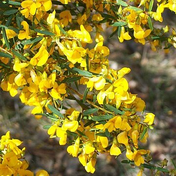 Pultenaea flexilis unspecified picture