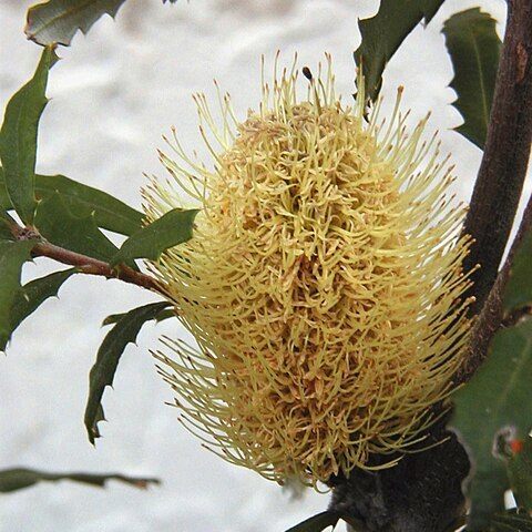 Banksia canei unspecified picture