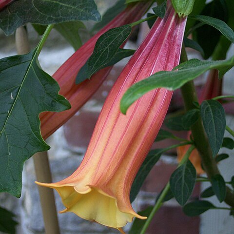 Brugmansia vulcanicola unspecified picture