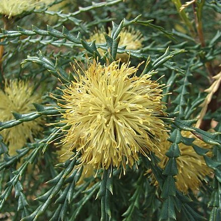 Banksia polycephala unspecified picture