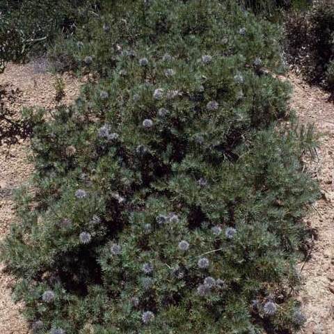 Banksia micrantha unspecified picture