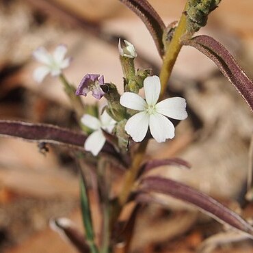 Buchnera linearis unspecified picture