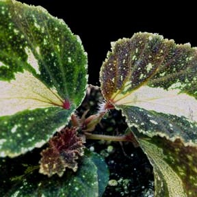 Begonia leathermaniae o'reilly unspecified picture