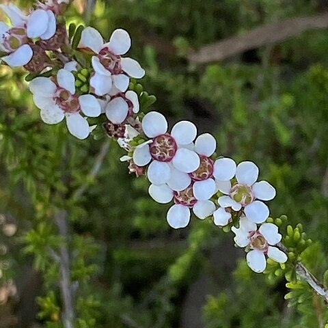 Baeckea grandiflora unspecified picture