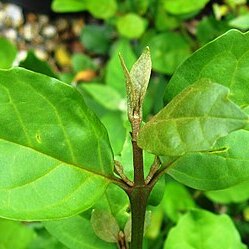 Buddleja indica unspecified picture