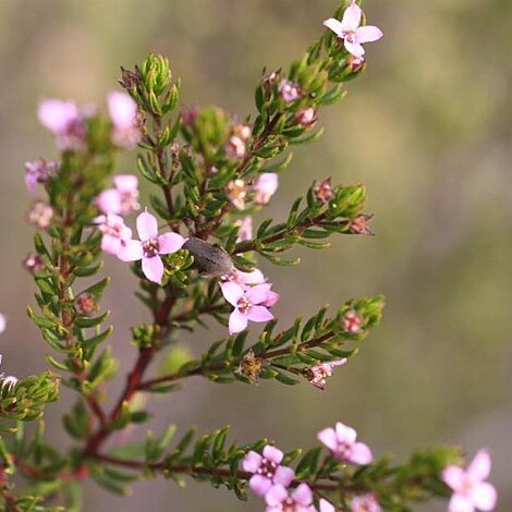 Boronia warrumbunglensis unspecified picture