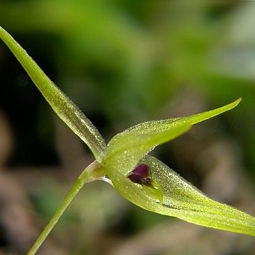 Barbosella unspecified picture