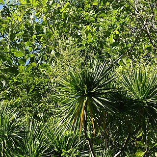 Dracaena multiflora unspecified picture