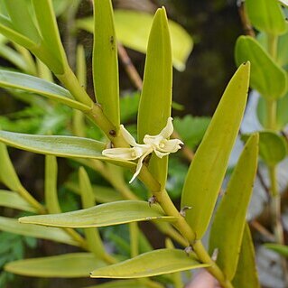 Dendrobium guamense unspecified picture