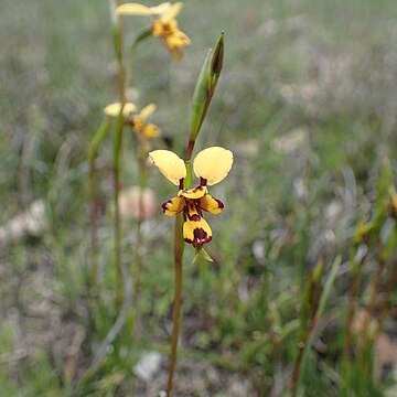 Diuris decrementa unspecified picture