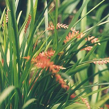 Dendrochilum unspecified picture