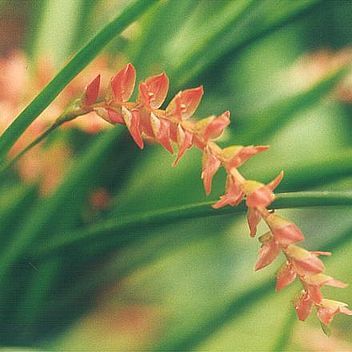 Dendrochilum javieriense unspecified picture