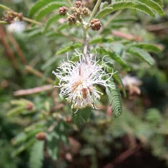 Desmanthus velutinus unspecified picture