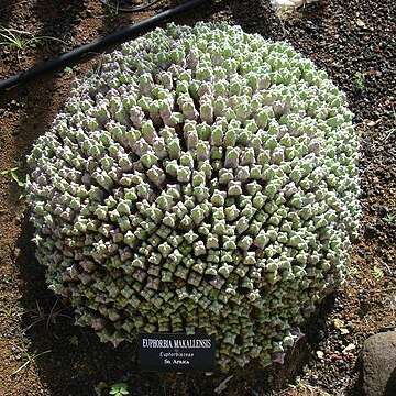 Euphorbia makallensis unspecified picture