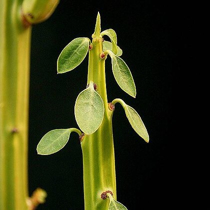 Euphorbia weberbaueri unspecified picture