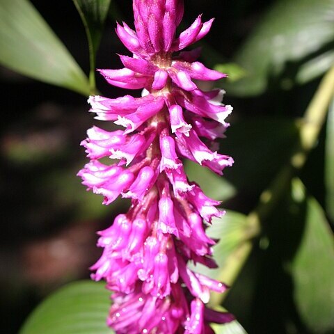 Elleanthus robustus unspecified picture