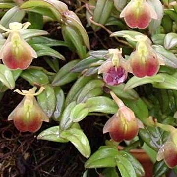 Epidendrum peperomia unspecified picture