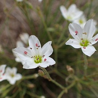 Eremogone juncea unspecified picture