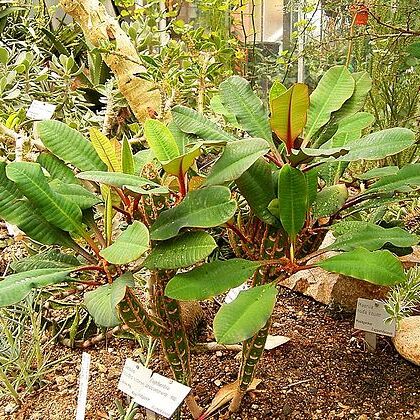 Euphorbia leuconeura unspecified picture