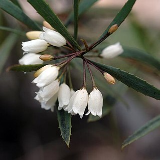 Eremophila saligna unspecified picture