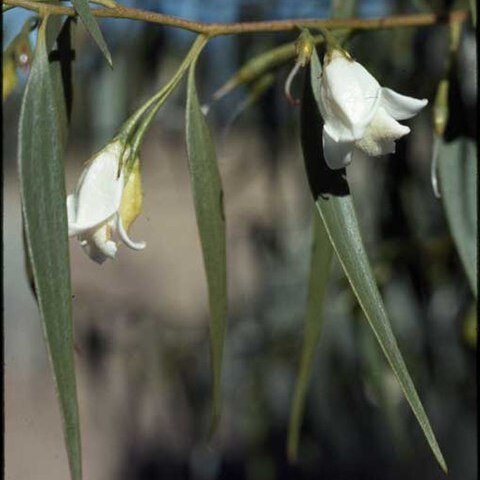 Eremophila santalina unspecified picture