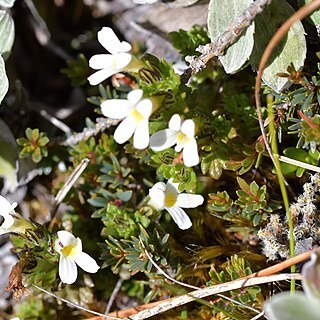 Euphrasia zelandica unspecified picture