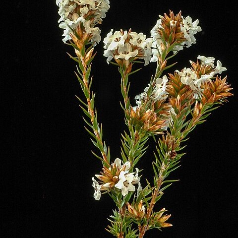 Epacris lanuginosa unspecified picture