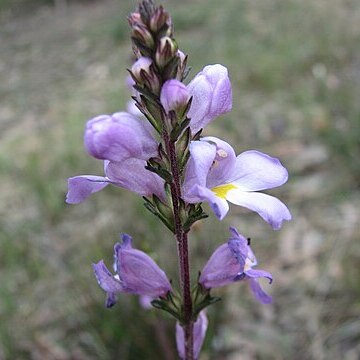 Euphrasia collina unspecified picture