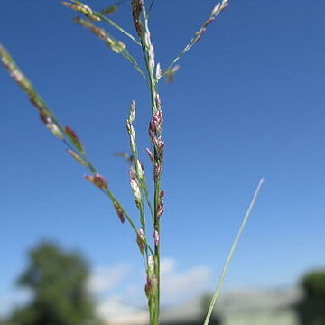 Eragrostis mexicana unspecified picture