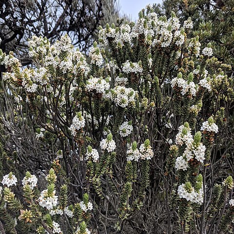 Epacris marginata unspecified picture