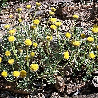 Erigeron aphanactis unspecified picture