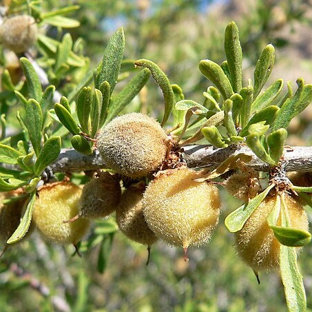 Prunus fasciculata unspecified picture