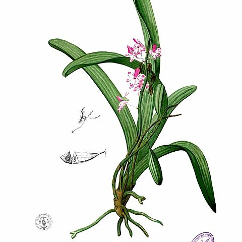 Aerides quinquevulnera unspecified picture