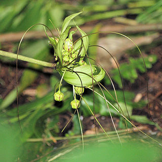 Tacca ankaranensis unspecified picture