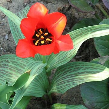 Tulipa kuschkensis unspecified picture