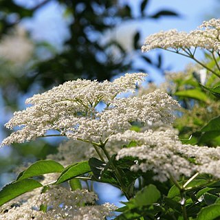 Sambucus unspecified picture