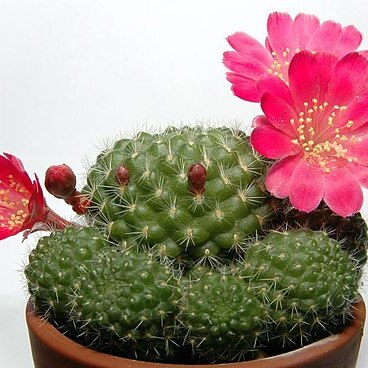 Rebutia minuscula unspecified picture