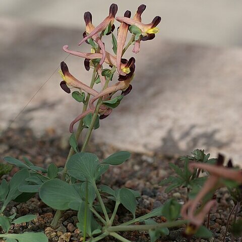 Corydalis maracandica unspecified picture