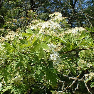 Crataegus songarica unspecified picture