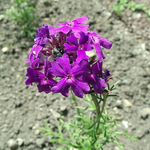 Verbena tenera unspecified picture