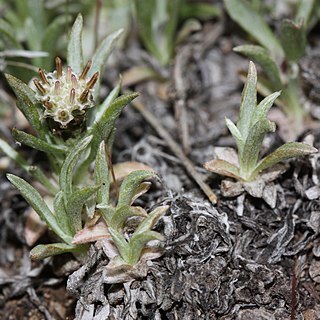 Antennaria dimorpha unspecified picture