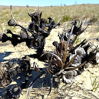 Protea convexa unspecified picture