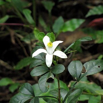 Naregamia unspecified picture