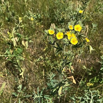 Potentilla astracanica unspecified picture