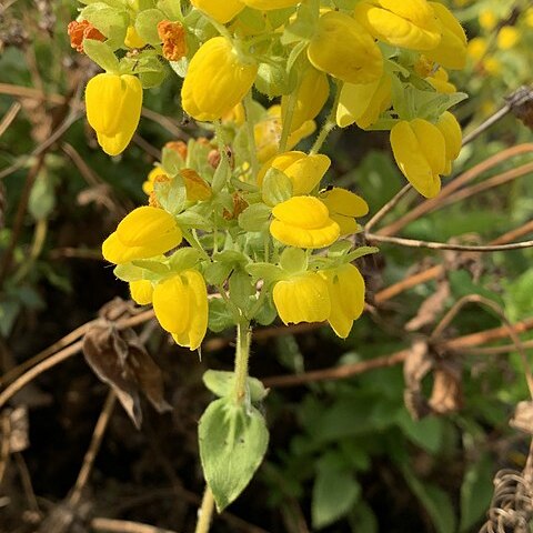 Calceolaria meyeniana unspecified picture