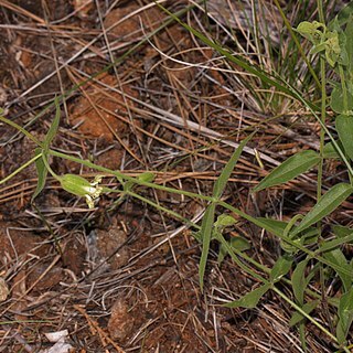 Silene campanulata unspecified picture