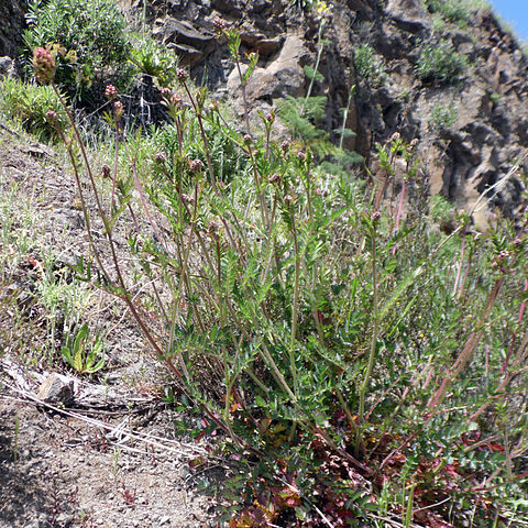 Sanguisorba megacarpa unspecified picture