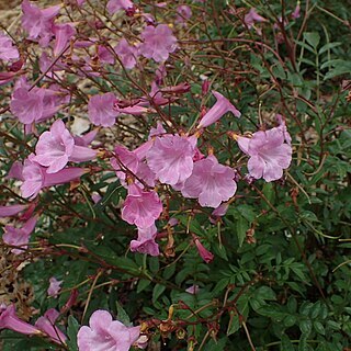 Incarvillea diffusa unspecified picture