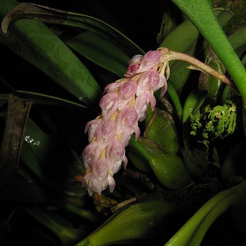 Bulbophyllum crassipes unspecified picture