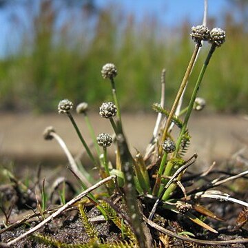 Eriocaulon scariosum unspecified picture